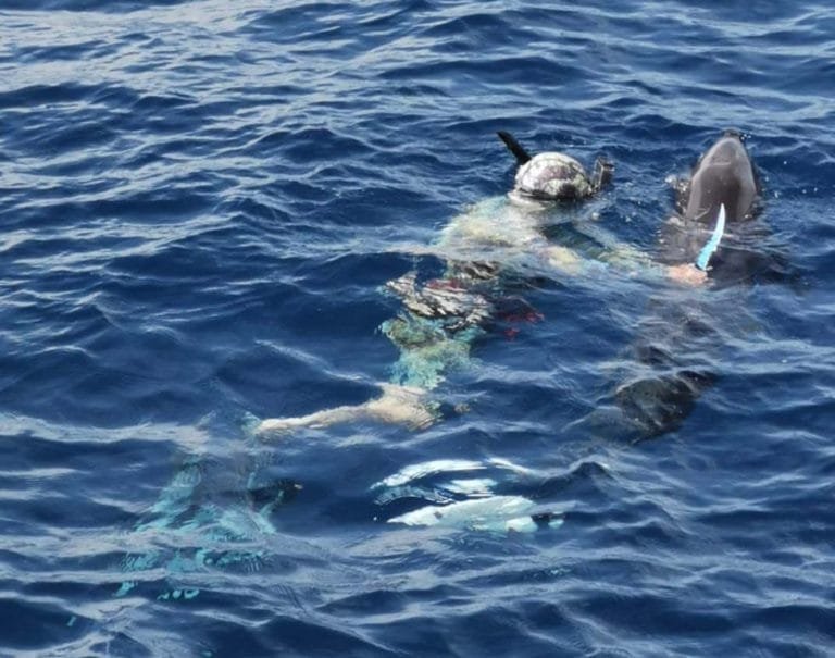 Salvan a un delfín veterinarios de Dolphin Discovery Los Cabos