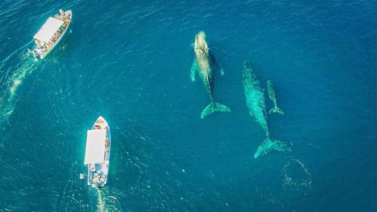 Temporada de ballenas: el mejor lugar del planeta para observarlas