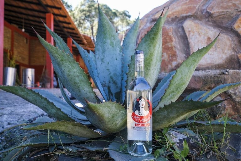 Gobierno de Jalisco realiza Caravana de la Raicilla