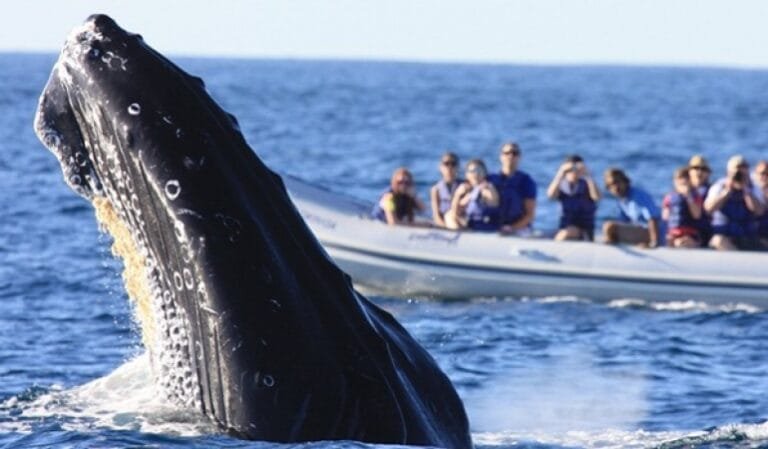 Día Mundial de las ballenas: este 2022 cumple tu sueño de verlas