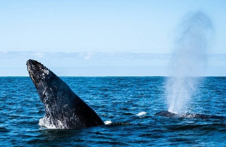 ¡Adiós a las ballenas! Concluye temporada de avistamiento en la bahía de Banderas