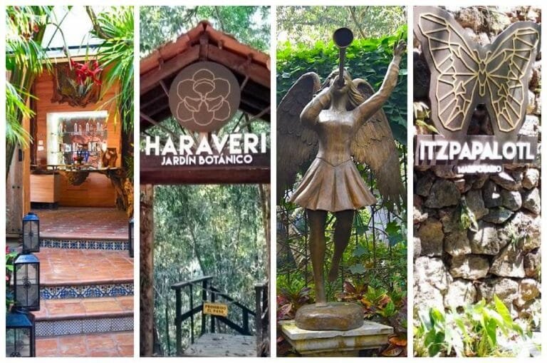 Proyecto Nebulosa: cinco años de proteger el legado de la Sierra Madre Occidental