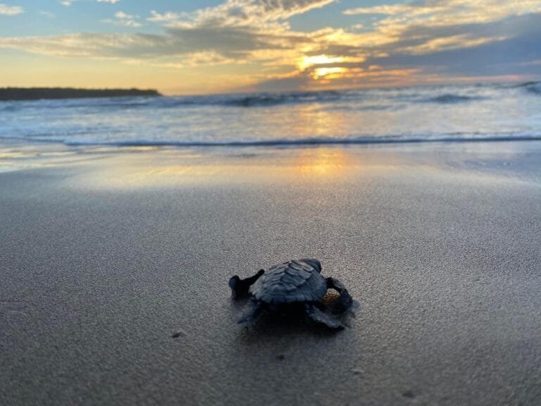 Summertime is Turtle Time on the Beaches of Puerto Vallarta and Riviera Nayarit
