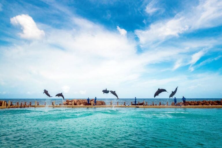 The Dolphin Company: 28 años de crear emociones para toda la vida