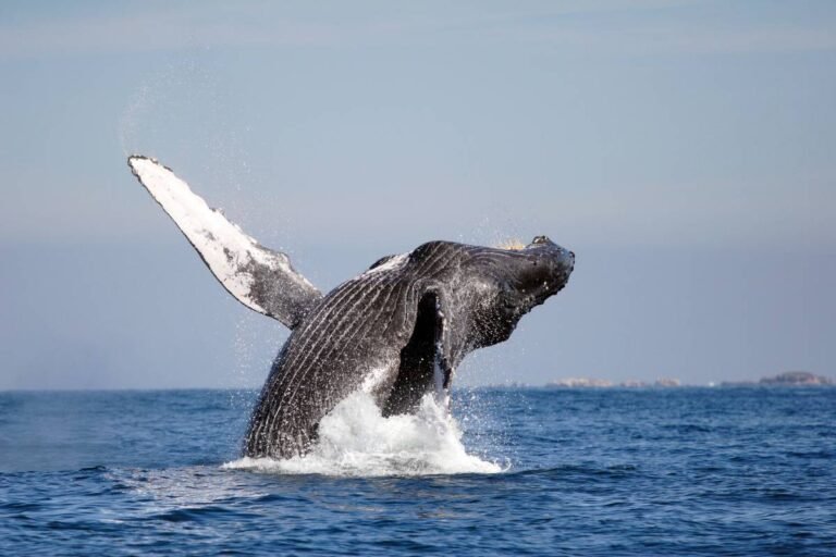 Ballenas jorobadas, de Nayarit para el mundo