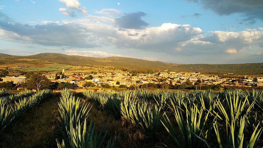 mexico agave tequila On Bahia Magazine Destinos México Evento