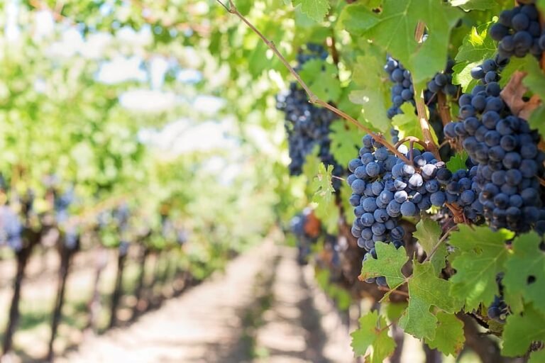 3 rutas únicas para conocer el vino mexicano este verano