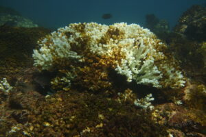 islas marietas coral 4 On Bahia Magazine Destinos Ecología Entrada