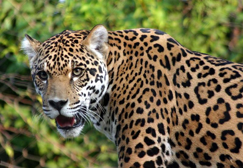 jaguar sierra de vallejo On Bahia Magazine Destinos Ecología Entrada