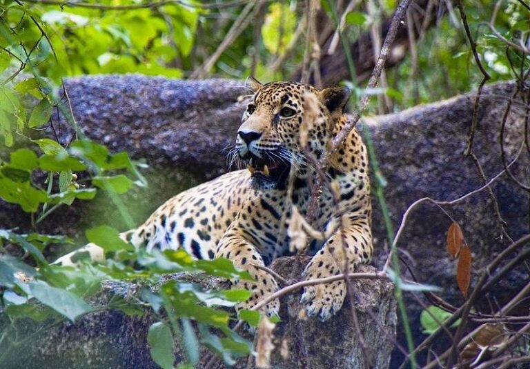 Decretan a la Sierra de Vallejo-Río Ameca, Área Natural Protegida como Reserva de la Biósfera