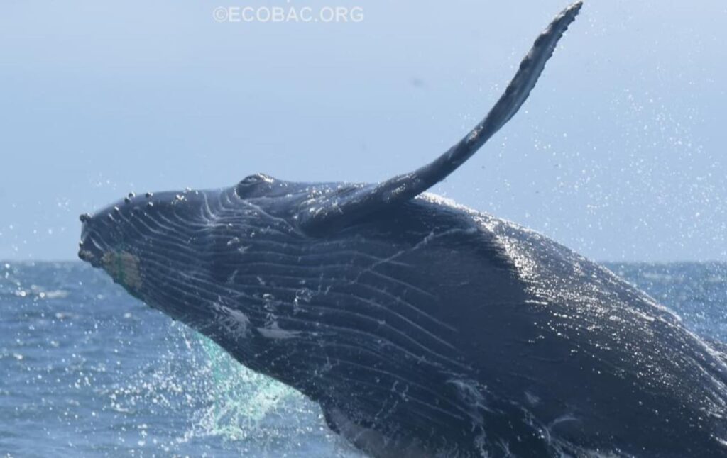 ballena enmallada ecobac puerto vallarta 2 On Bahia Magazine Destinos Ecología Entrada