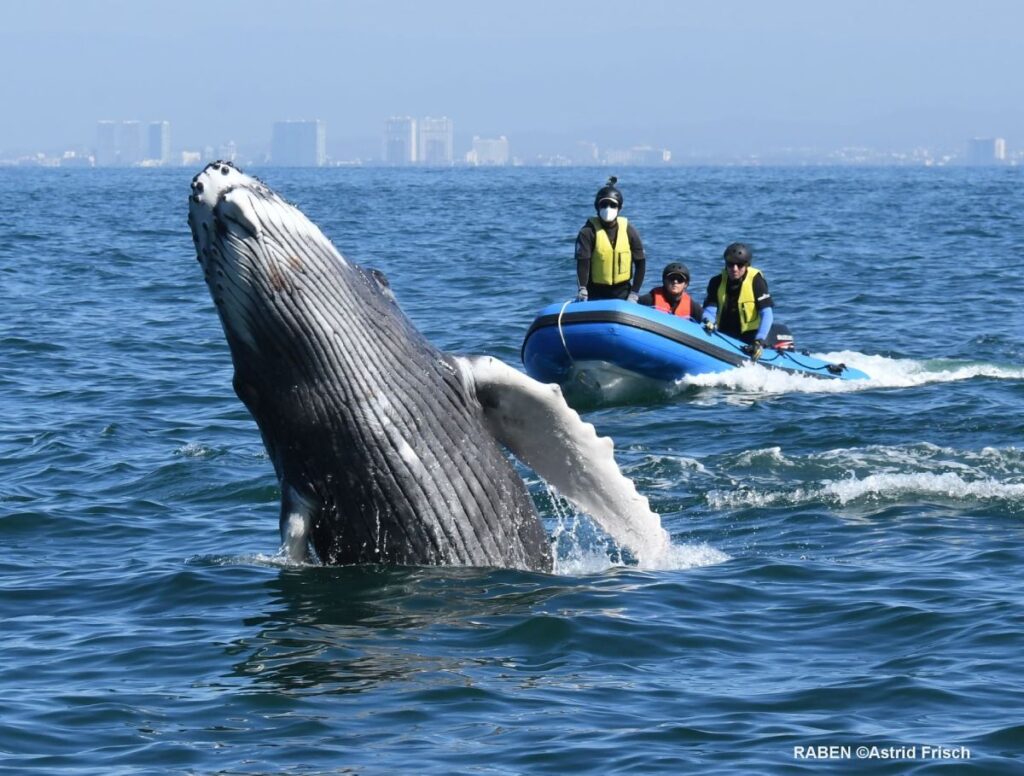 ballenas jorobadas temporada avistamiento pv 3 On Bahia Magazine Destinos Ecología Entrada