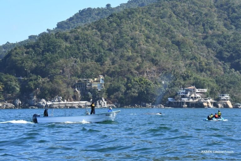 Concluye la temporada de avistamiento de ballenas jorobadas