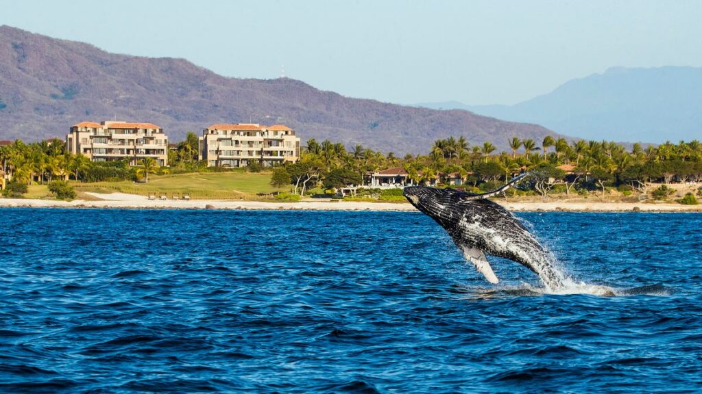 whales Twenty four Reasons to Visit Nayarit Mexico On Bahia Magazine Destinos De Viaje Entrada