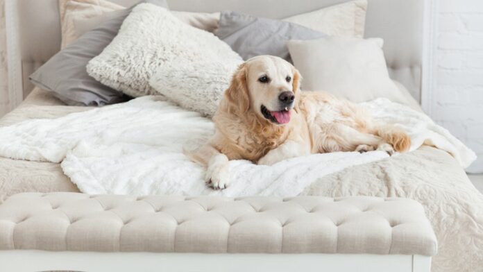 Un perro color blanco echado sobre una cama en un alojamiento Airbnb.
