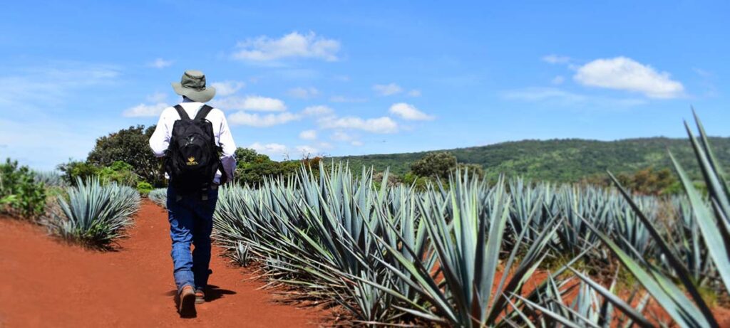 CRT Trabaja el Consejo Regulador del Tequila de la mano con organizaciones agricolas en beneficio de la agroindustria tequilera 01 On Bahia Magazine Destinos Gastronomía Entrada