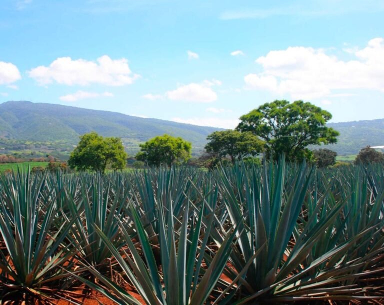 Trabaja el Consejo Regulador del Tequila de la mano con productores de agave