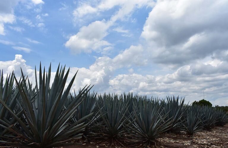 18 años del Paisaje Agavero de Tequila como Patrimonio Mundial: Un legado industrial único