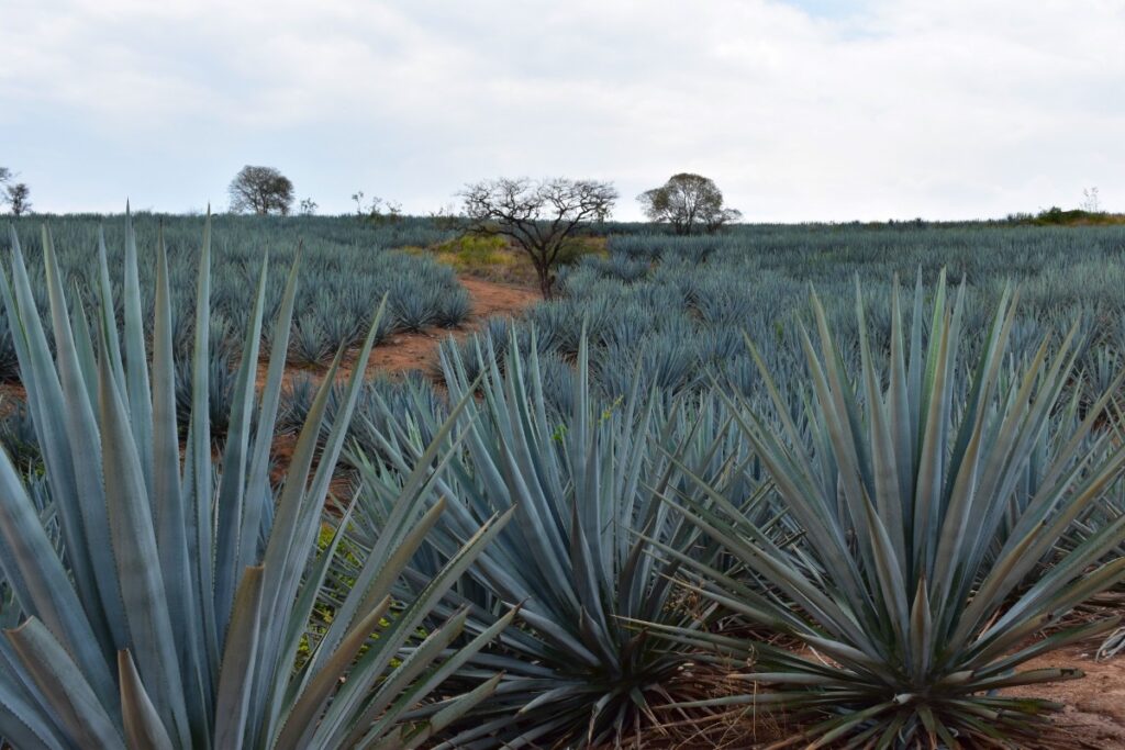 Agaves Consejo Regulador del Tequila On Bahia Magazine Destinos Todo Turismo Entrada