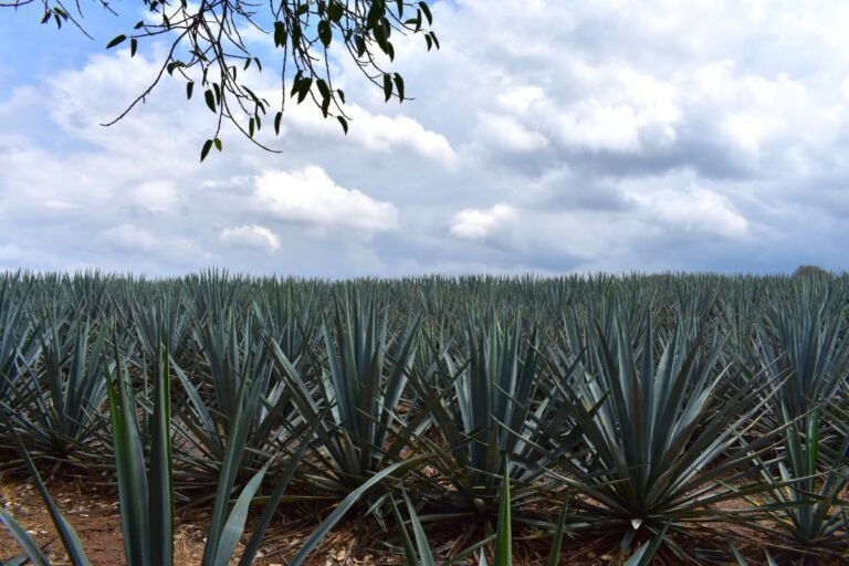 Realizará el Consejo Regulador del Tequila foros para productores de agave
