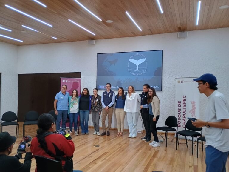 Fondos recaudados por «Nado por las ballenas» ayudan al rescate de 10 ballenas