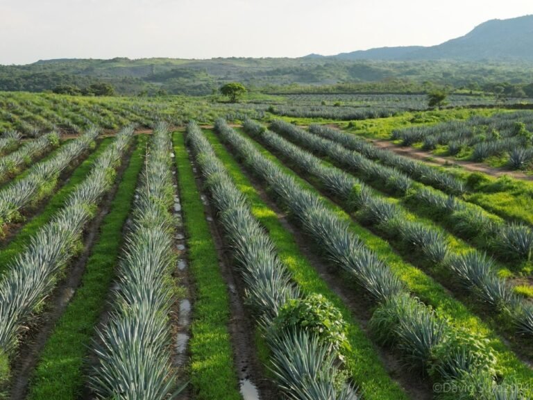 Conoce los ejes de desarrollo sostenible en la Estrategia de Sustentabilidad Agave-Tequila
