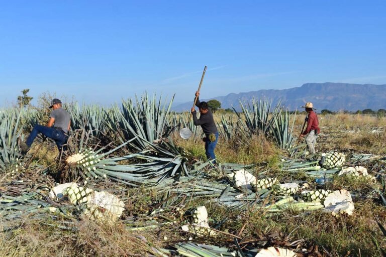Continuará el trabajo coordinado para fortalecer a la agroindustria tequilera