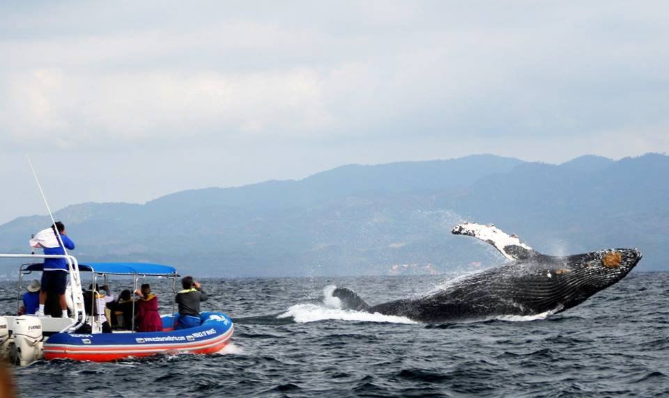 avistamiento de ballenas bahia de banderas