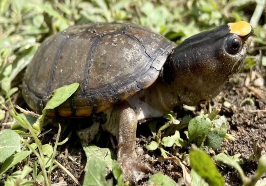 tortuga casquito endemica de puerto vallarta