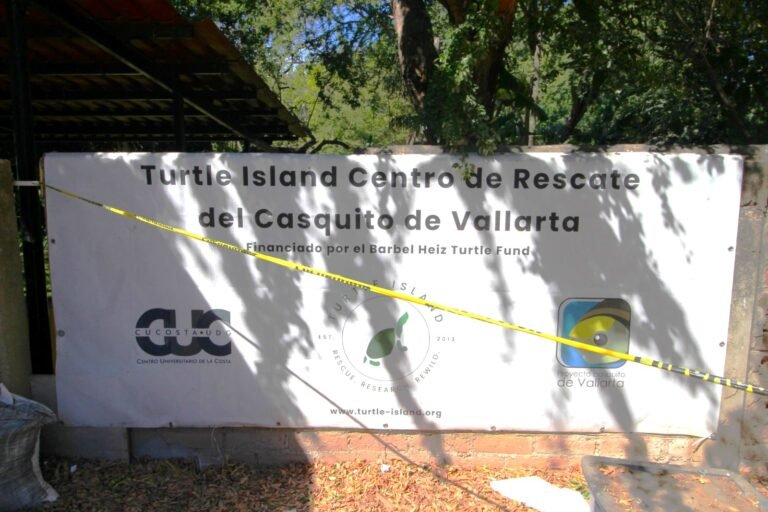 Autoridades del CUCosta presentan denuncia por robo de 55 tortugas Casquito
