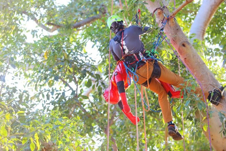 Campeonato Mexicano de Trepa de Árboles: Un Éxito en Puerto Vallarta