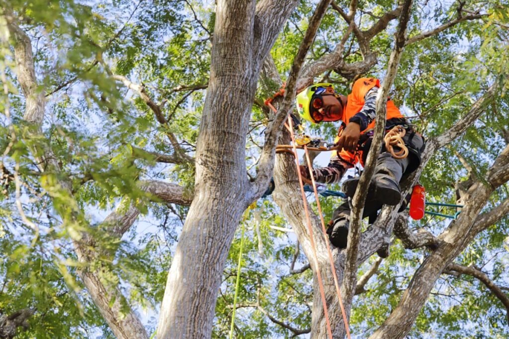 Campeonato Mexicano de Trepa de Arboles Un Exito en Puerto Vallarta 12