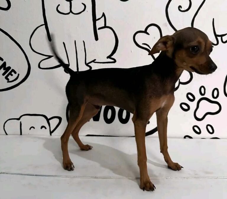 Gobierno de Luis Munguía respalda operativo de rescate de perro abandonado en Marina Vallarta