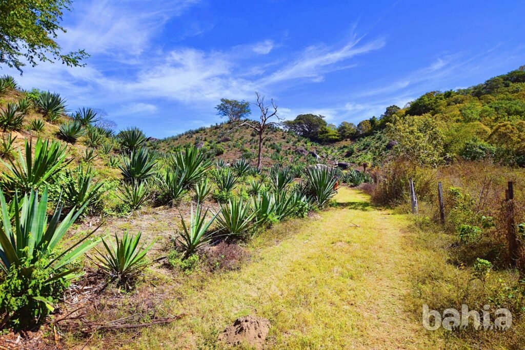 Raicilla Hacienda El Divisadero Agaves