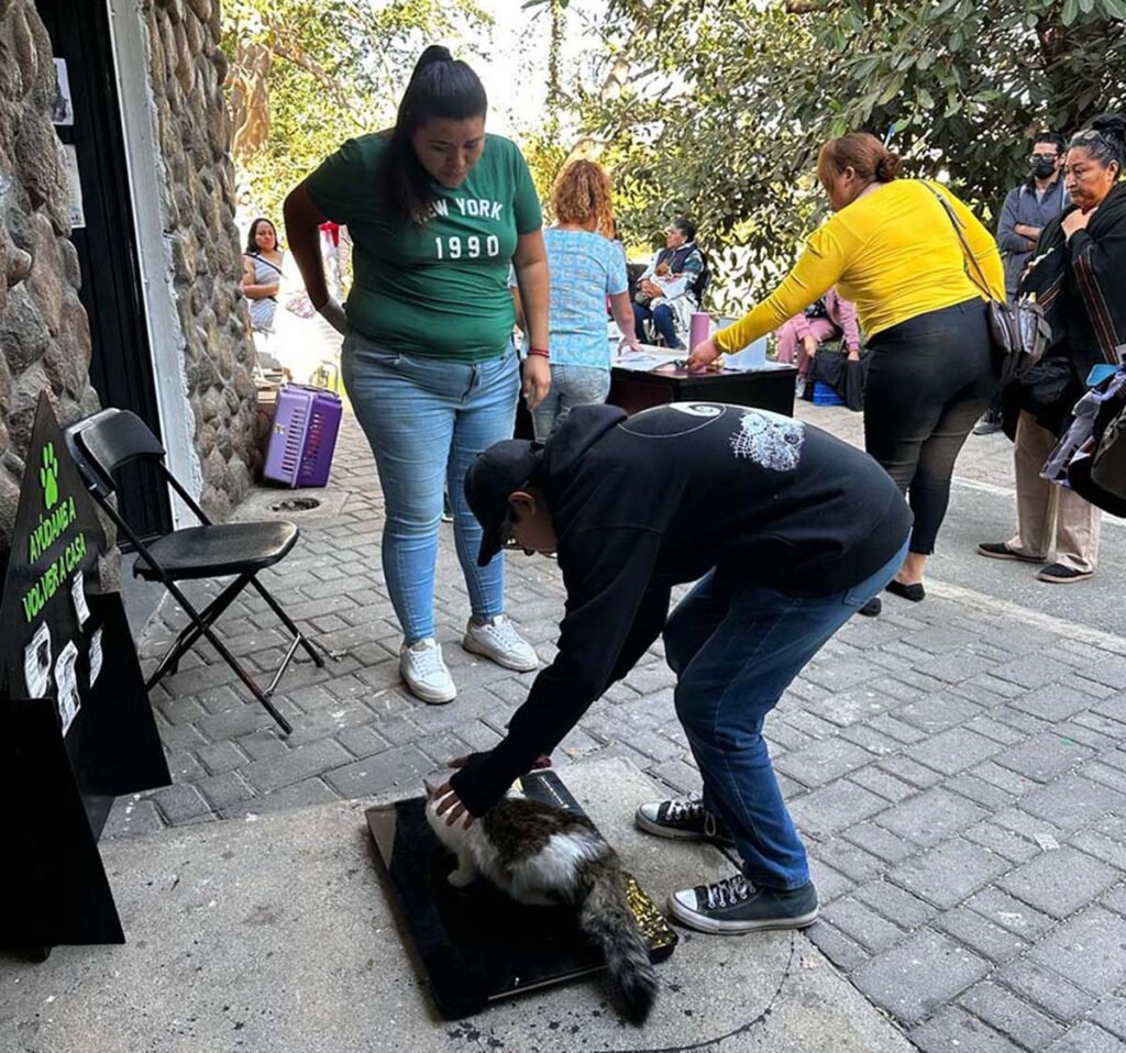 Dirección de Bienestar Animal rompe récord en número de esterilizaciones gratuitas 2 Direccion de Bienestar Animal rompe record en numero de esterilizaciones gratuitas 02