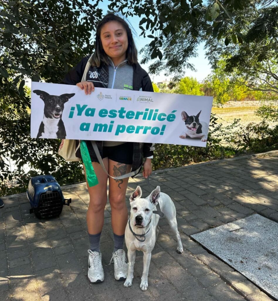 Dirección de Bienestar Animal rompe récord en número de esterilizaciones gratuitas 3 Direccion de Bienestar Animal rompe record en numero de esterilizaciones gratuitas 03
