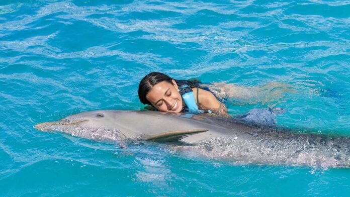 The Dolphin Company.