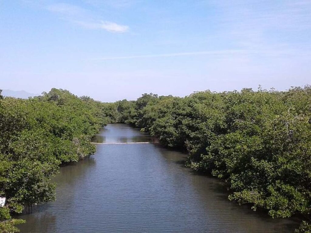 Estero El Salado se alista para reactivar recorridos en lancha 3 Reactivarán recorridos en lancha en el Estero El Salado, humedal clave en Puerto Vallarta.