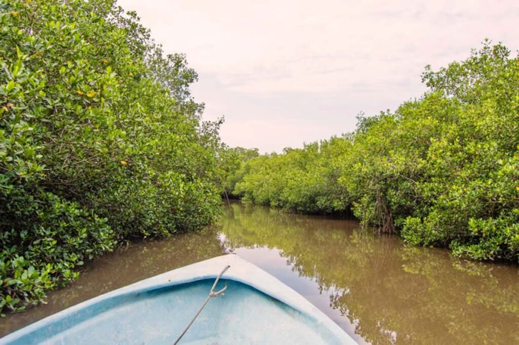 Estero El Salado se alista para reactivar recorridos en lancha 5 Reactivarán recorridos en lancha en el Estero El Salado, humedal clave en Puerto Vallarta.
