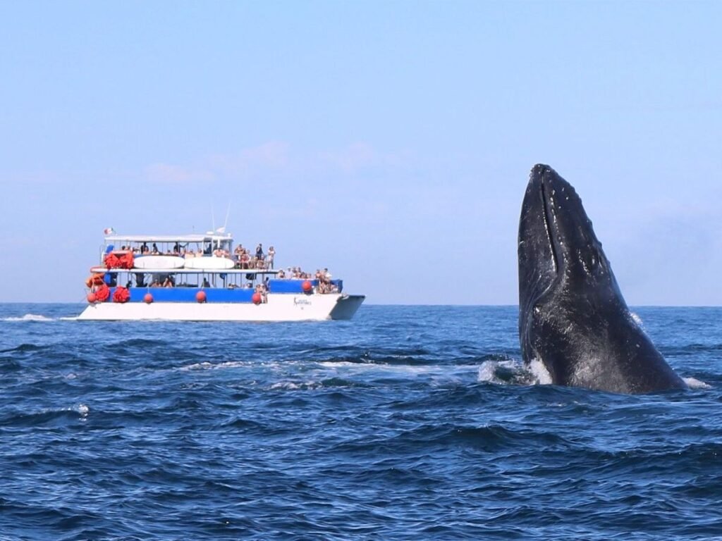 Aumentan paseos en Puerto Vallarta: crece la actividad turística marítima en 2025 2 Paseos en barco para avistamiento de ballenas.