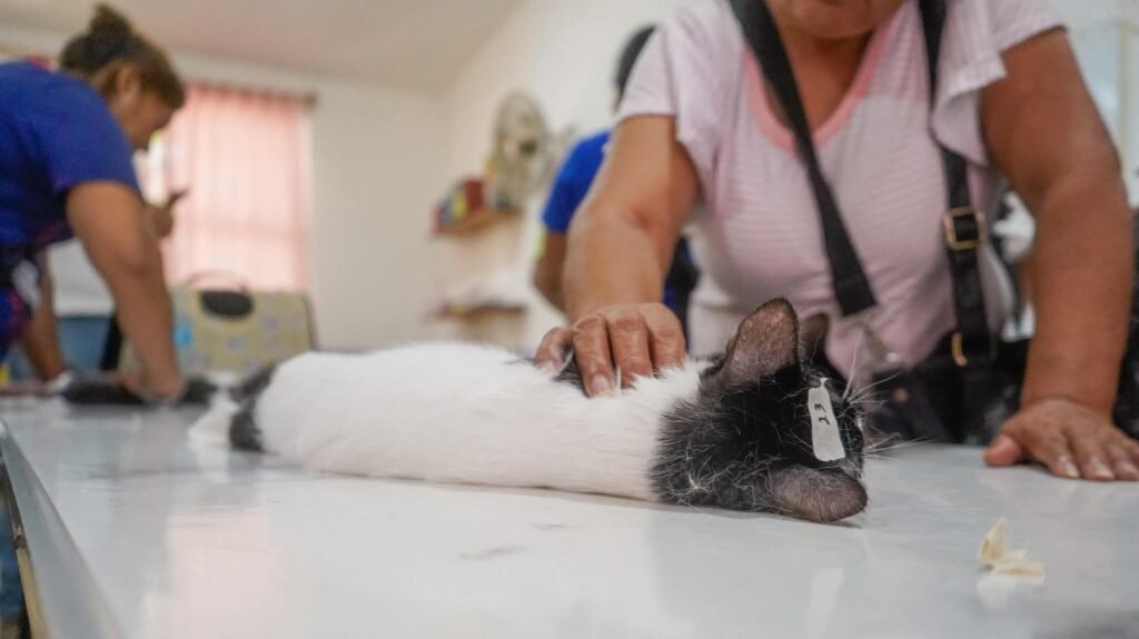 Esterilización gratuita de mascotas llega a San Vicente 1 Esterilización gratuita de mascotas llega a San Vicente.