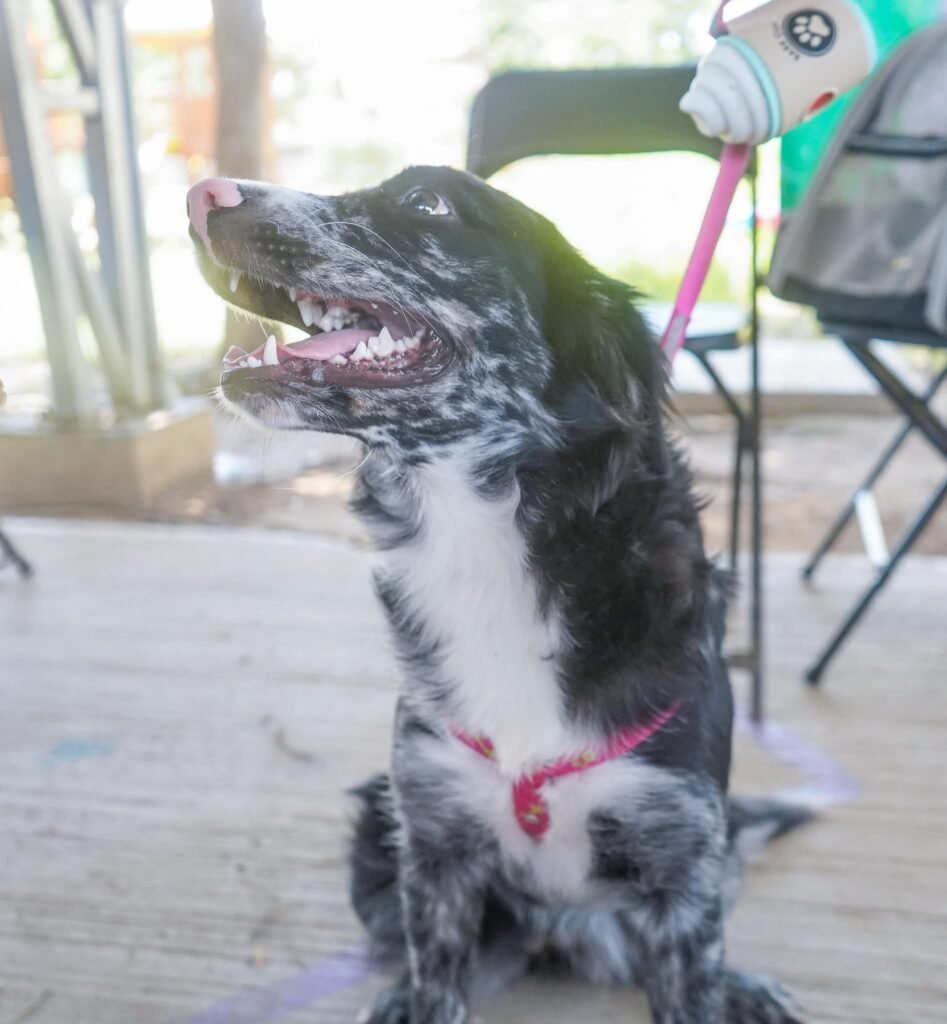 Esterilización gratuita de mascotas llega a San Vicente 3 Esterilización gratuita de mascotas llega a San Vicente.