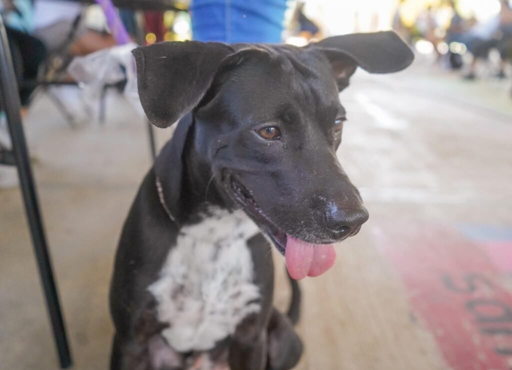 Esterilización gratuita de mascotas llega a San Vicente 5 Esterilización gratuita de mascotas llega a San Vicente.
