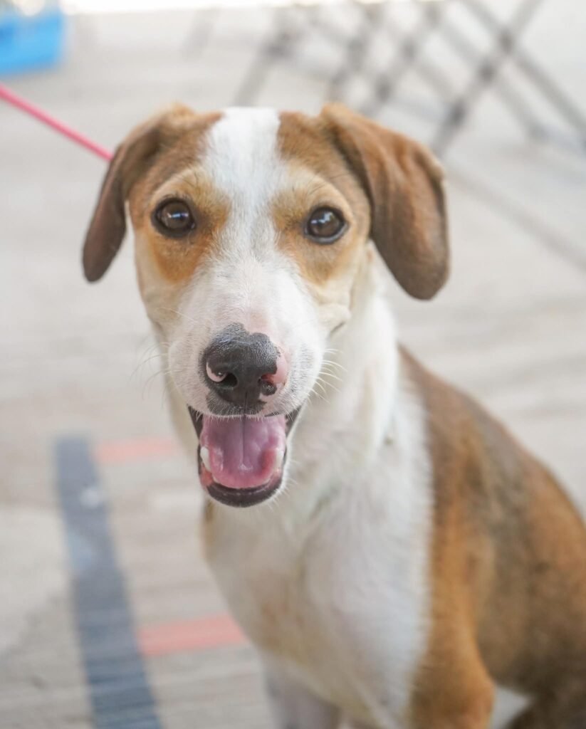Esterilización gratuita de mascotas llega a San Vicente 2 Esterilización gratuita de mascotas llega a San Vicente.