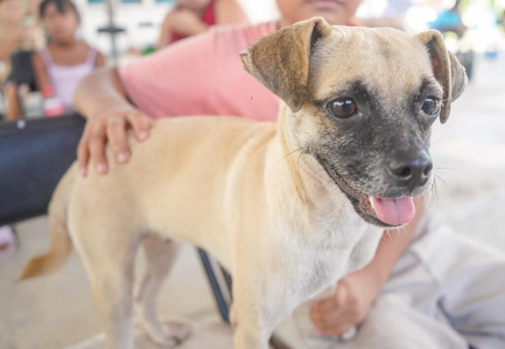 Esterilización gratuita de mascotas llega a San Vicente 4 Esterilización gratuita de mascotas llega a San Vicente.