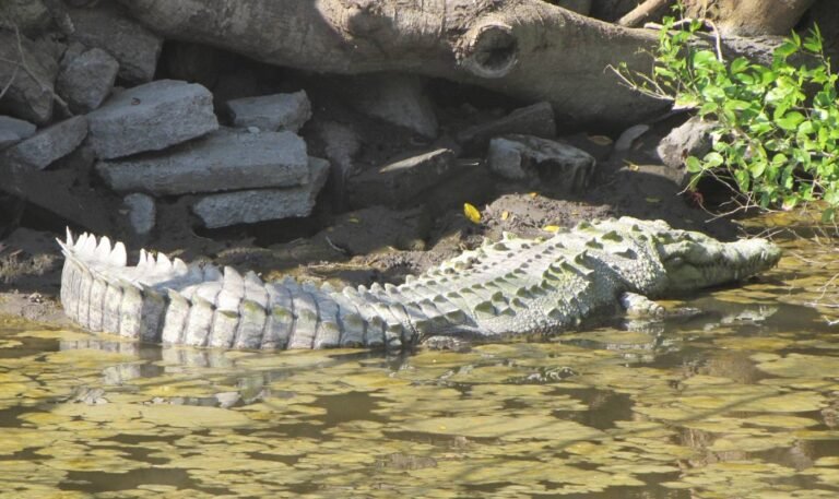 CUCosta impulsa acuerdos para la conservación y manejo responsable del cocodrilo