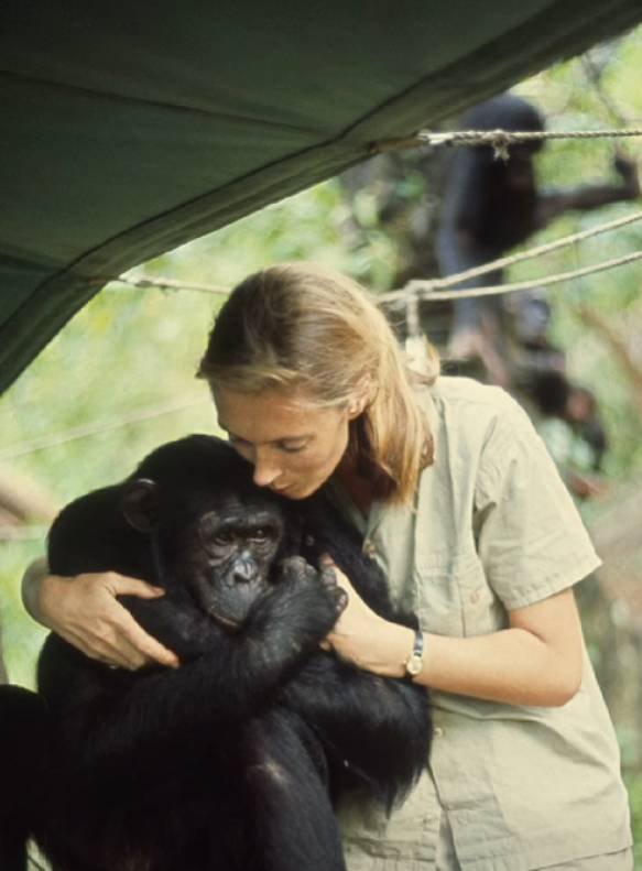 Muere Jane Goodall, la científica que cambió para siempre la forma de entender a los animales 3 Jane Goodall 2 1