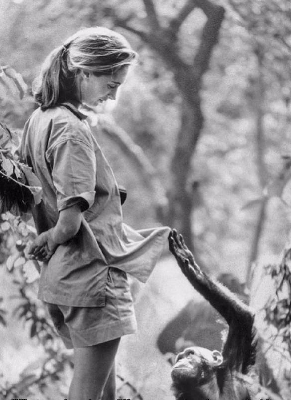 Muere Jane Goodall, la científica que cambió para siempre la forma de entender a los animales 2 Jane Goodall 3