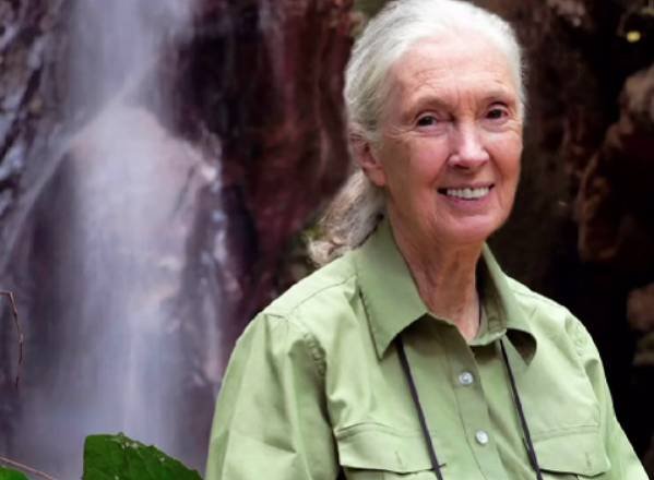 Muere Jane Goodall, la científica que cambió para siempre la forma de entender a los animales 1 Dra. Jane Goodall, reconocida primatóloga británica y fundadora del Instituto que lleva su nombre.