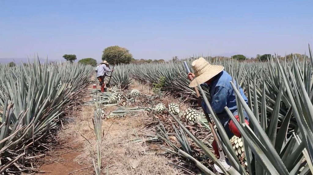 Mil 300 agaveros cuentan con certificación Agave Responsable Social 3 Más de mil 300 agaveros cuentan ya con la certificación Agave Responsable Social.